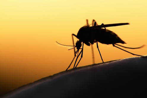 nyamuk malaria