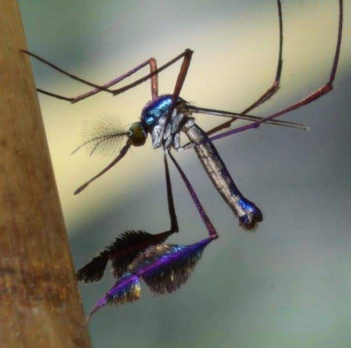 nyamuk sabethes cyaneus paling cantik di dunia 8 174