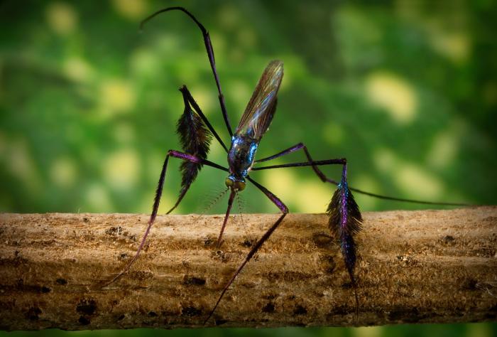 nyamuk sabethes cyaneus paling cantik di dunia