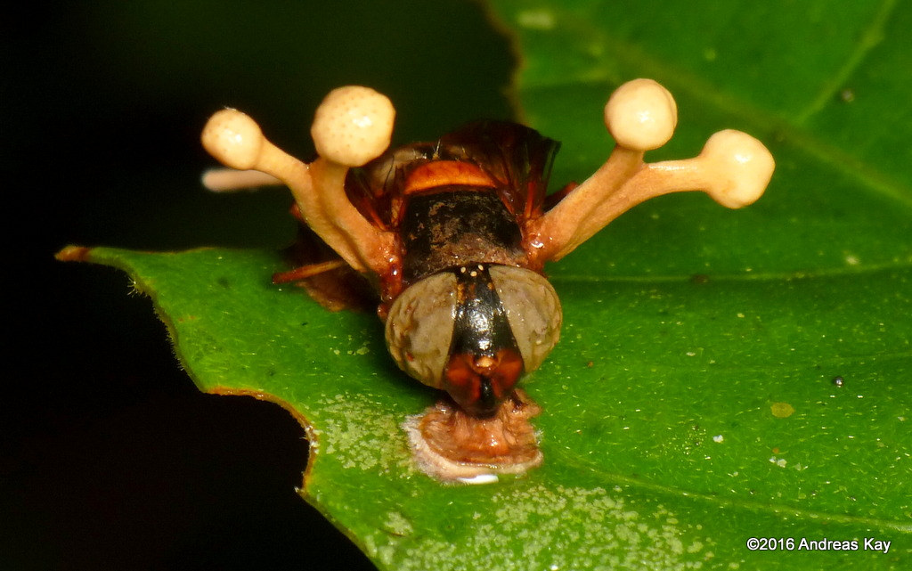 ophiocordyceps hidup subur dalam badan perumah