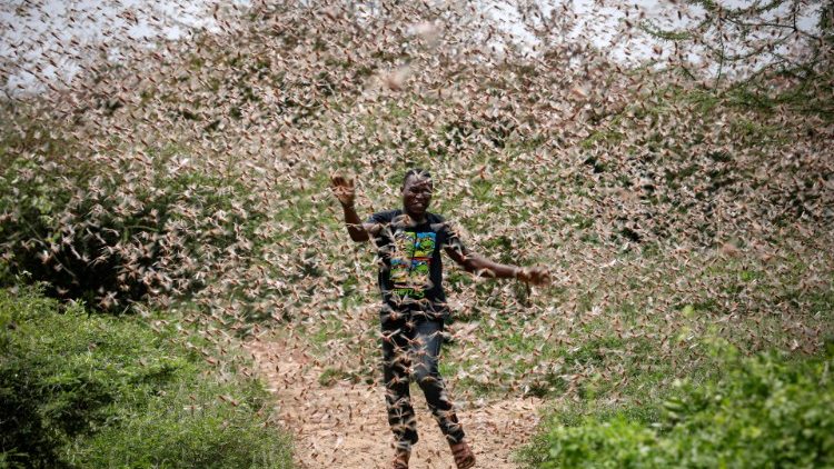 orang afrika hadapi serangan belalang