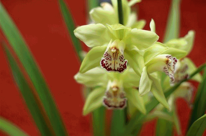 orkid shenzhen nongke