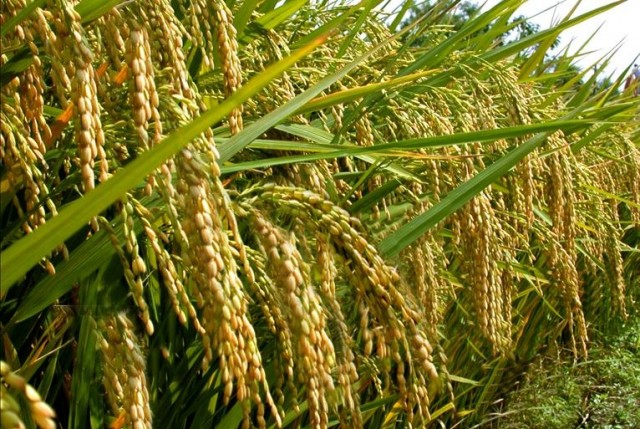 padi tanaman beras
