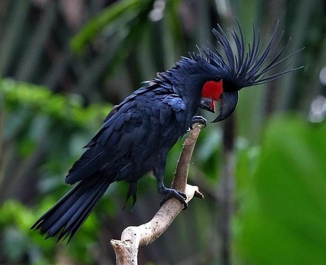 palm cockatoo memiliki warna hitam yang sangat menarik