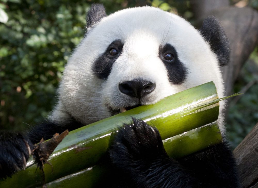 panda buluh bamboo bambu
