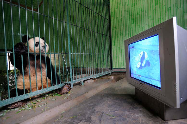 panda gergasi menonton video