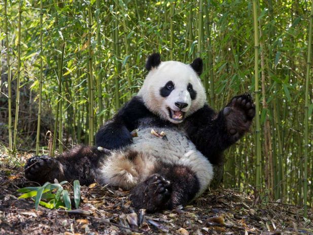 panda gergasi