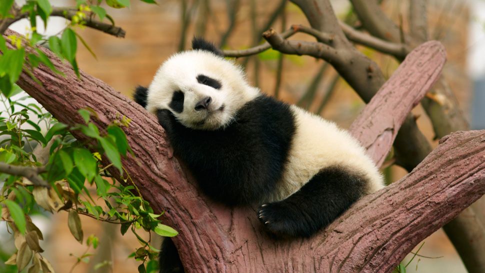panda sangkut di pokok