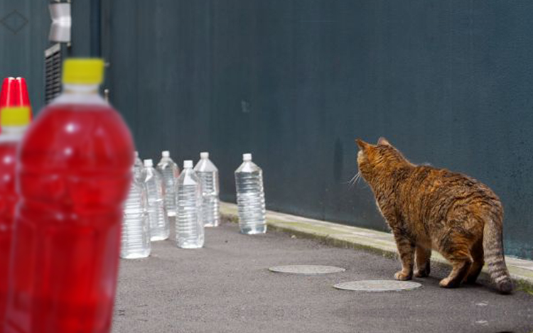 panduan usir kucing dari rumah botol merah