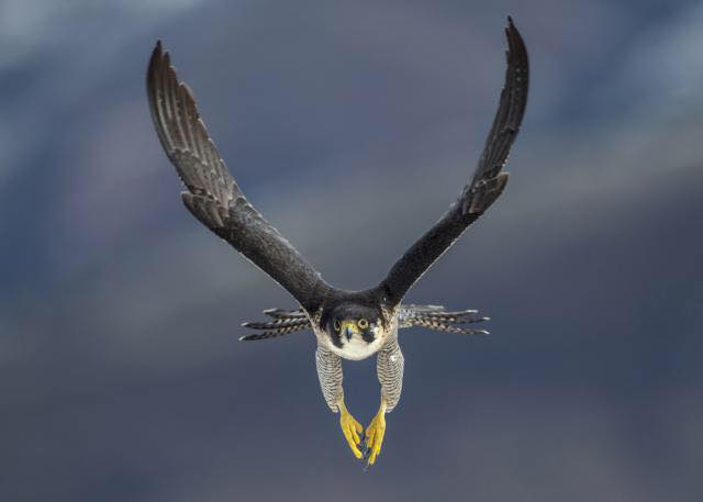 paragrine falcon