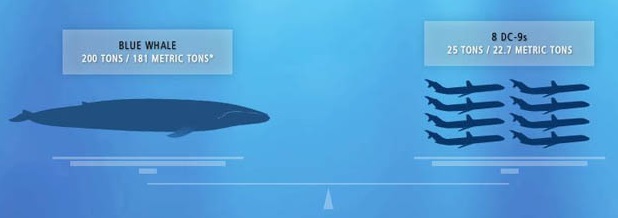 paus biru haiwan paling besar di dunia 3