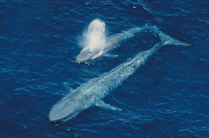 paus biru haiwan paling besar di dunia