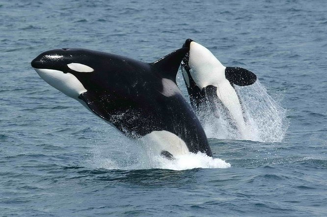 paus pembunuh atau orca