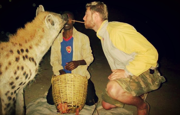 pelancong juga boleh mendekati hyena dubuk dengan lebih dekat di ethiopia harar