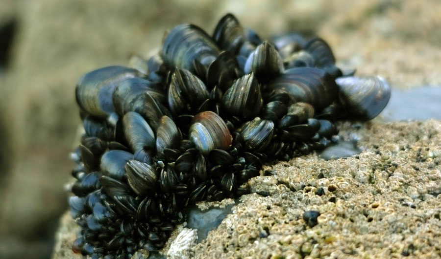 pelekat mussels