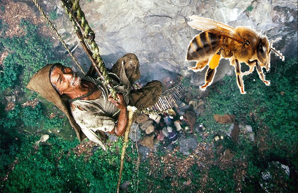 pemburu madu bergayut ditebing himalaya yang curam dan tinggi
