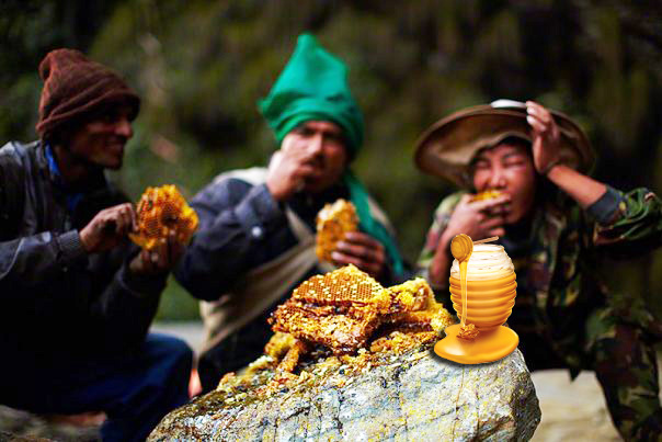 pemburu madu memakan madu segar di pergunungan himalaya