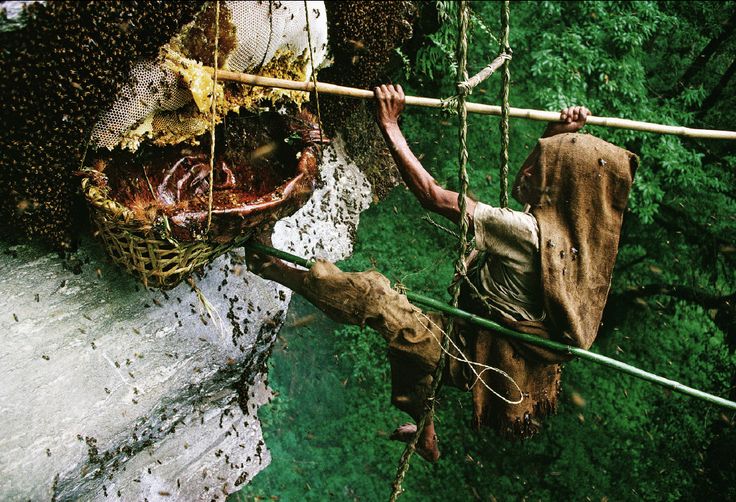 pemburu madu sanggup bergadai nyawa demi untuk mendapatkan hasil