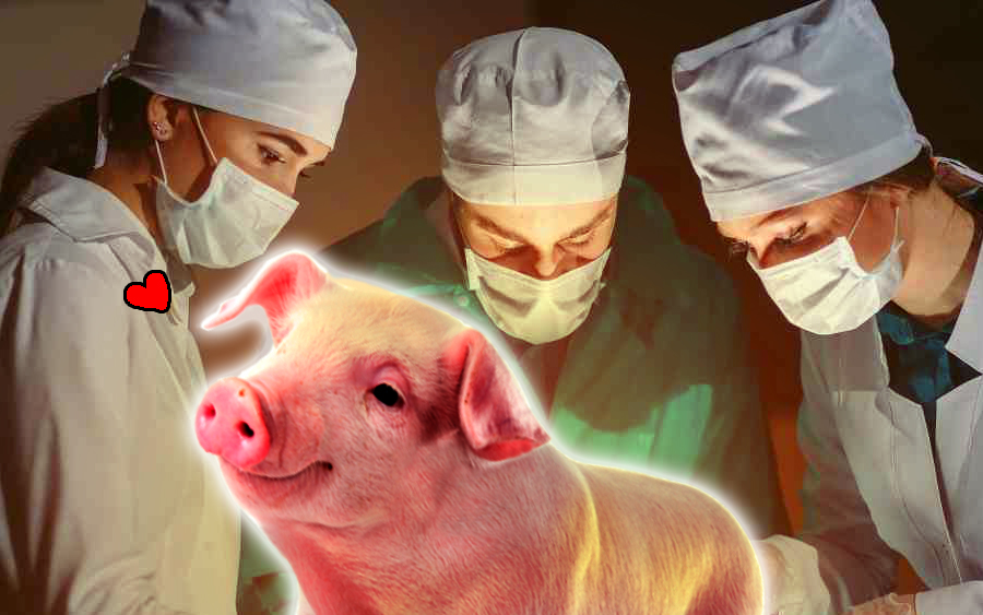 pemindahan organ haiwan kepada manusia