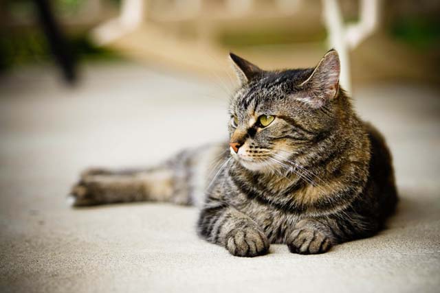 pendengaran kucing antara yang paling tajam