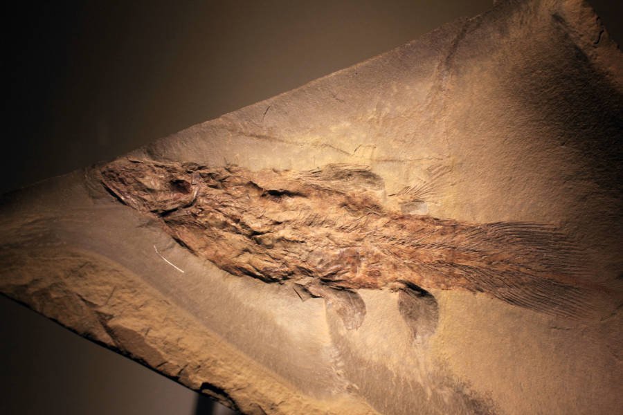 penemuan ikan coelacanth dianggap seperti penemuan dinosaur