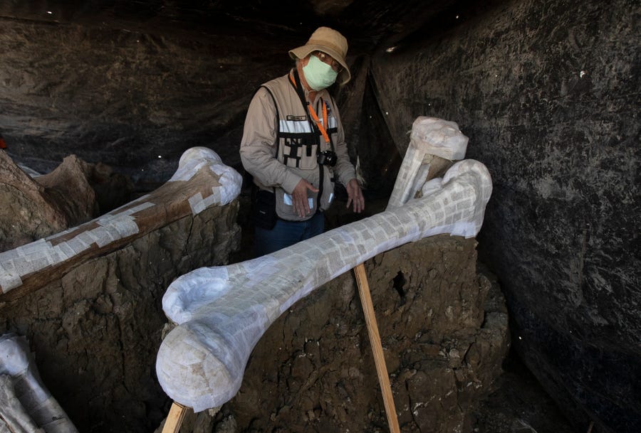 penemuan tulang gajah gergasi jfif