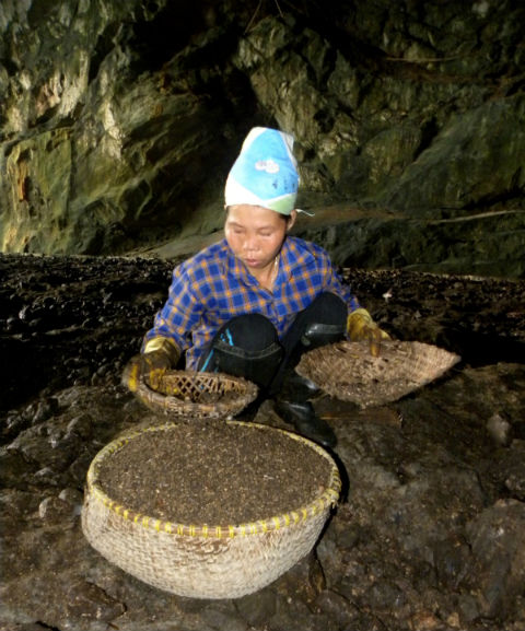 penggunaan guano atau najis kelawar sebagai baja di myanmar