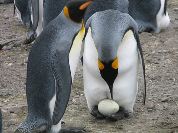 penguin jantan mengeram telur