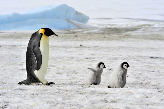 penguin maharaja menjaga anak