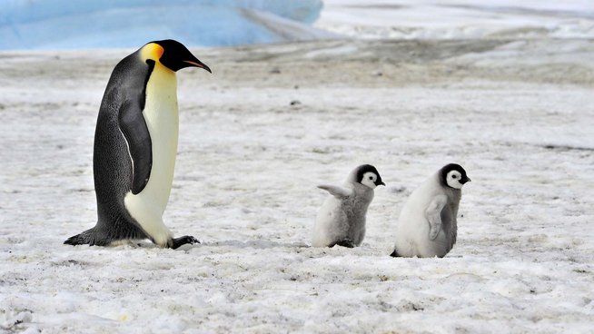 penguin miliki sistem pemanasan badan yang unik