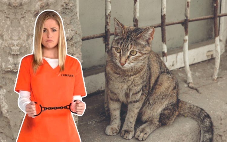 penjara gunakan kucing pulihkan banduan