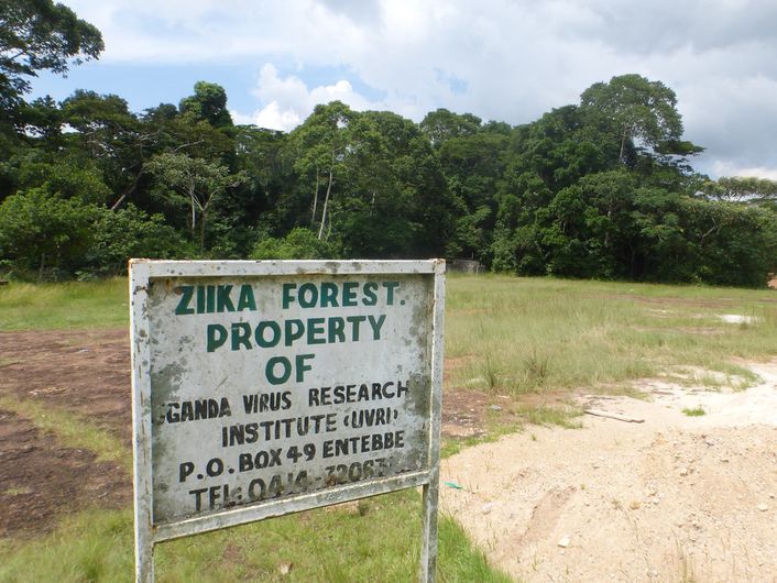 penyakit hutan zika