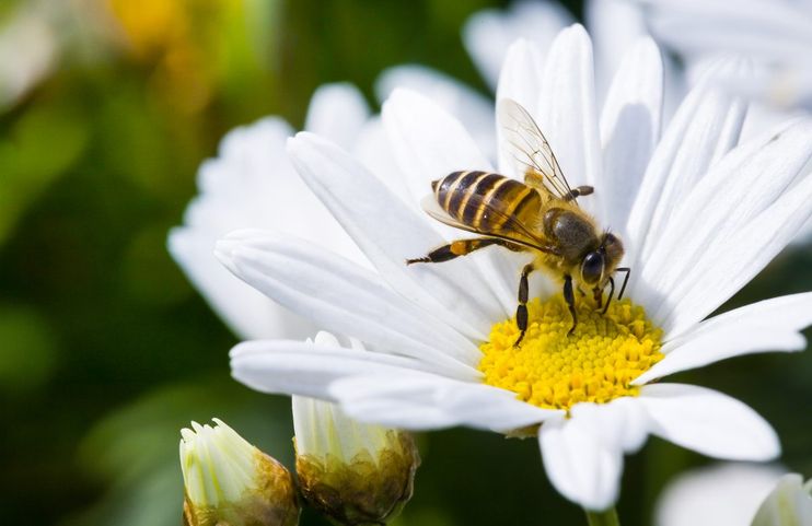 peranan lebah