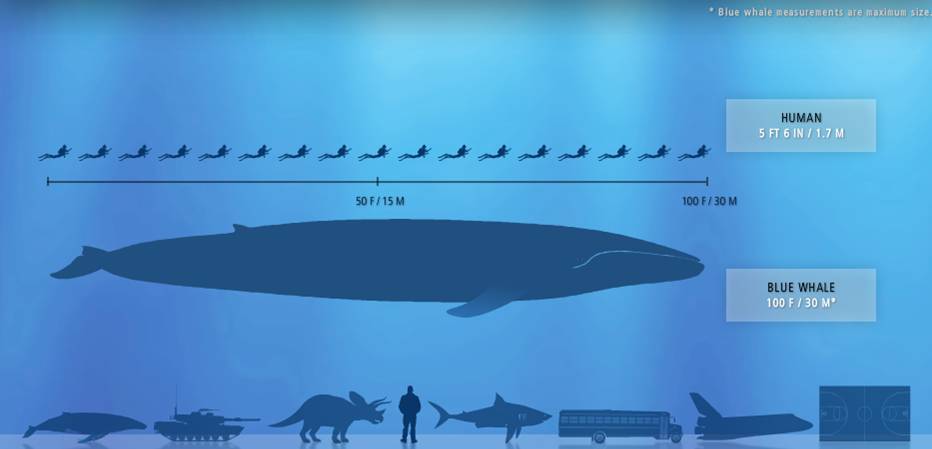 perbandingan saiz ikan paus biru