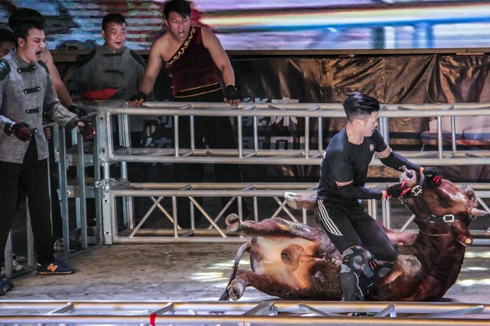 pertarungan lembu kungfu china