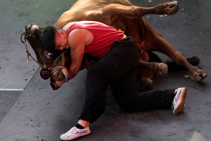 pertarungan lembu kungfu