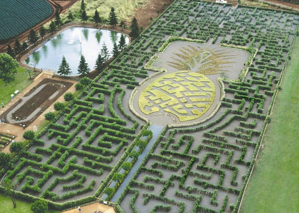 pineapple garden maze