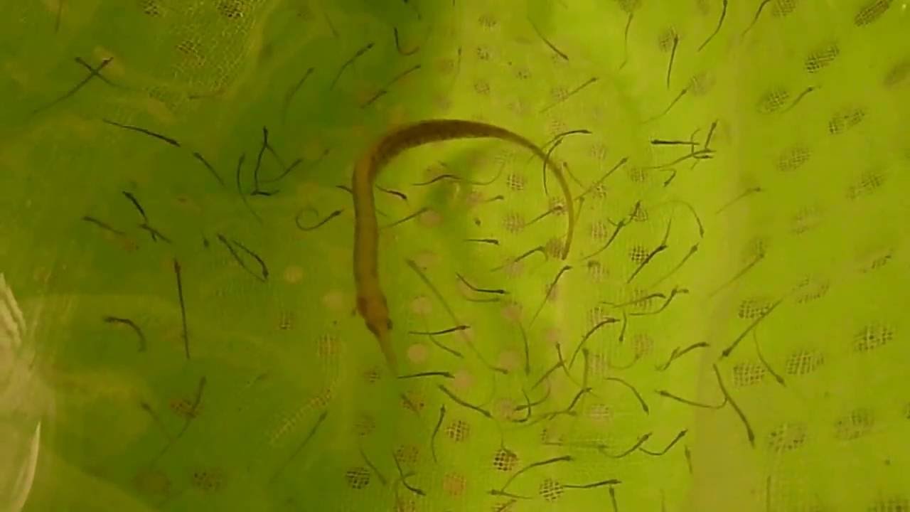 pipefish jantan melahirkan anak 2