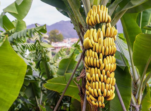 pisang mengandungi banyak nutrisi