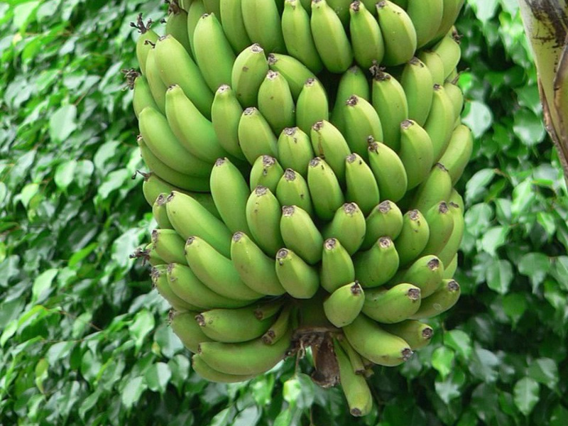 pisang muda