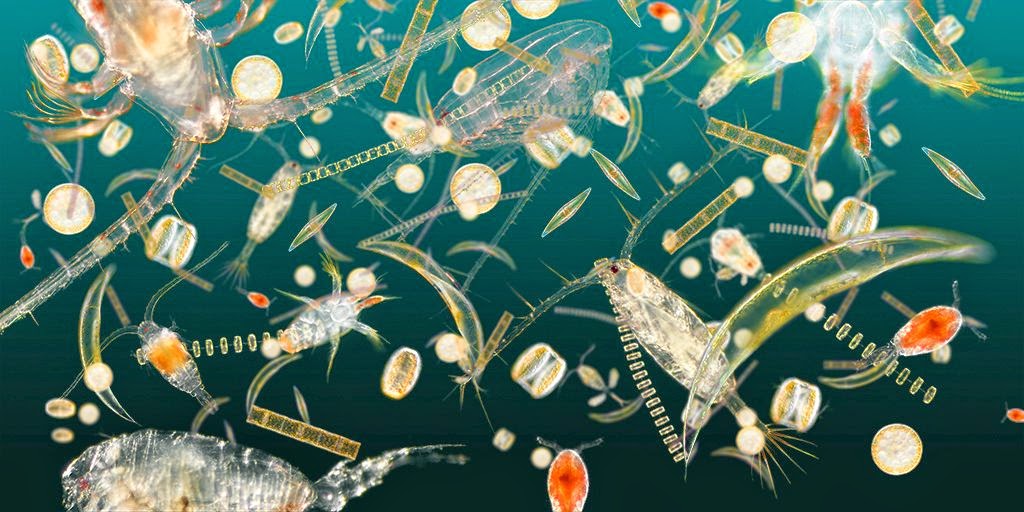 plankton organisma laut