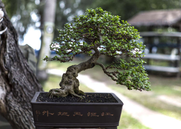 poko bonsai budaya jepun