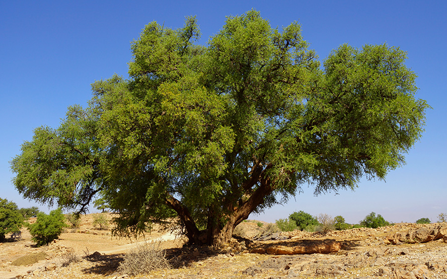 pokok argan di maghribi 550