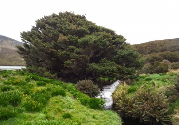 pokok paling terpencil dan kesunyian di dunia sitka spruce new zealand pemandangan cantik