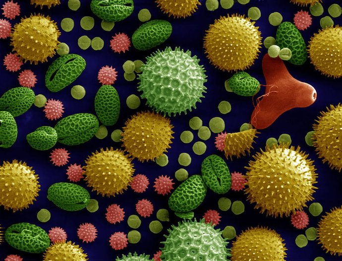 pollen dan virvirus