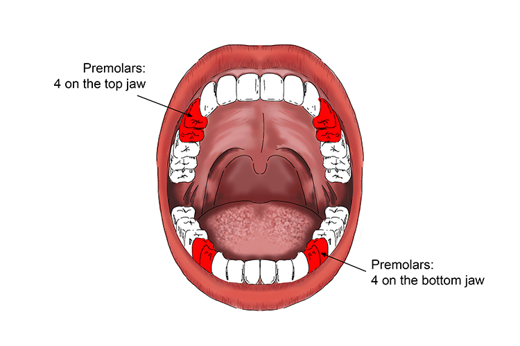 premolars