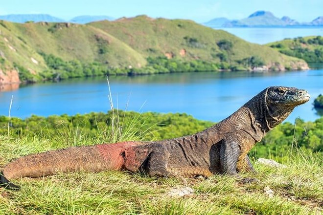 pulau komodo indonesia haiwan rasmi