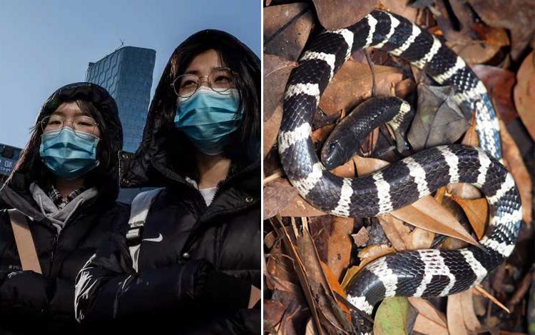 punca sebenar corona virus china makanan pelik ular