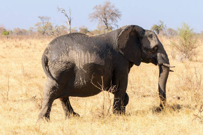 purata tempoh kehamilan gajah hampir 2 tahun