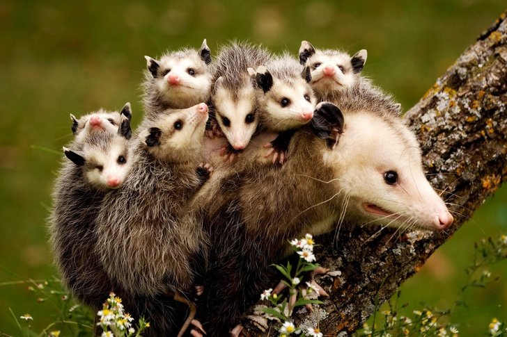 purata tempoh kehamilan opossum di antara 12 hingga 13 hari